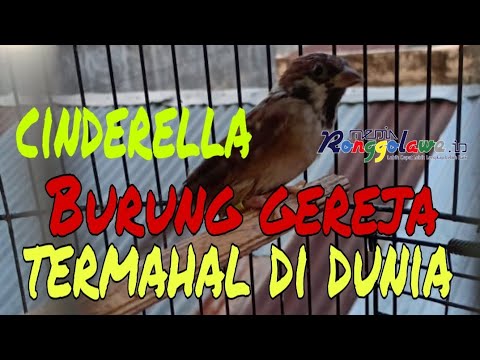 Detail Burung Gereja Pohon Nomer 31