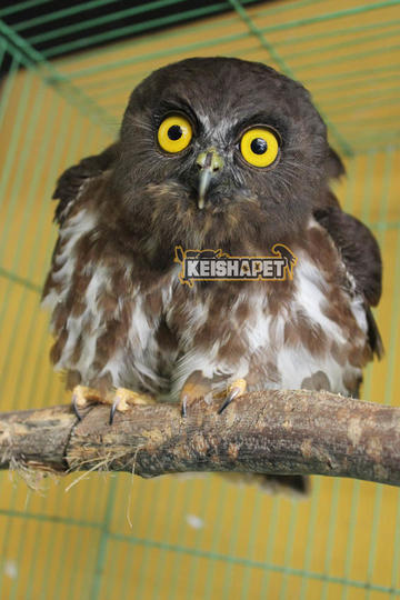 Detail Burung Hantu Brown Hawk Owl Nomer 2