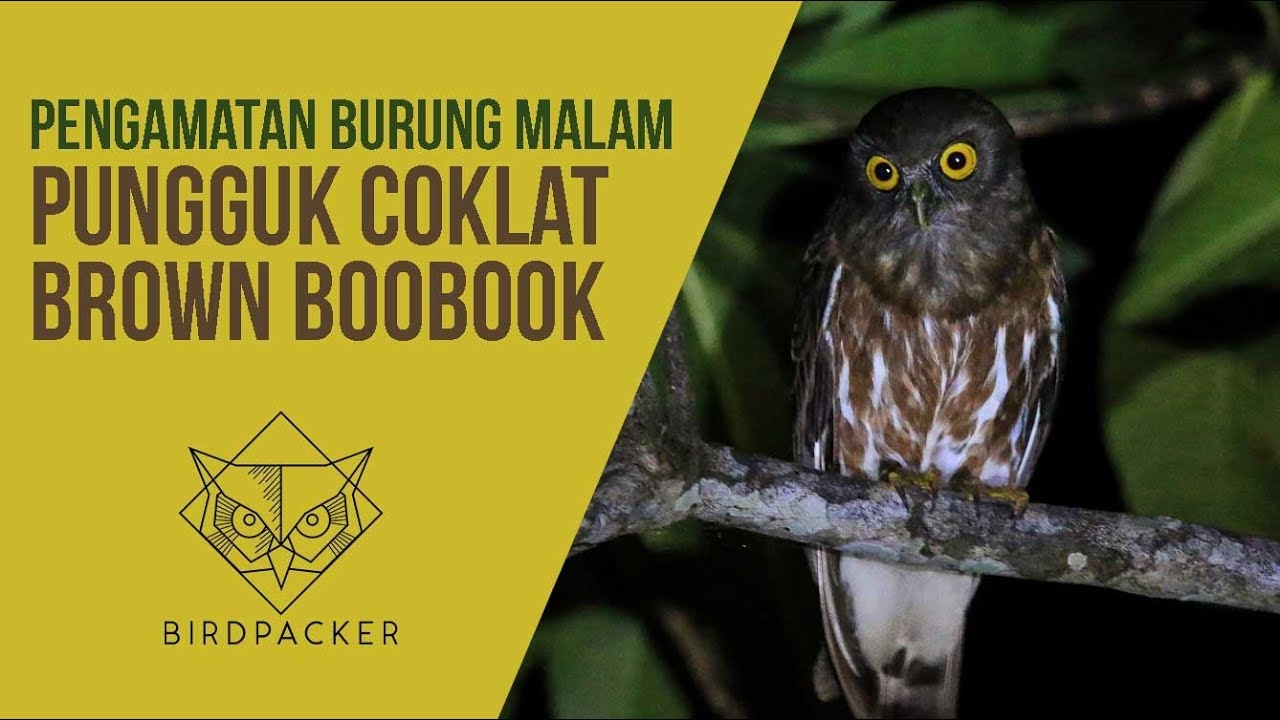 Detail Burung Hantu Brown Hawk Owl Nomer 12