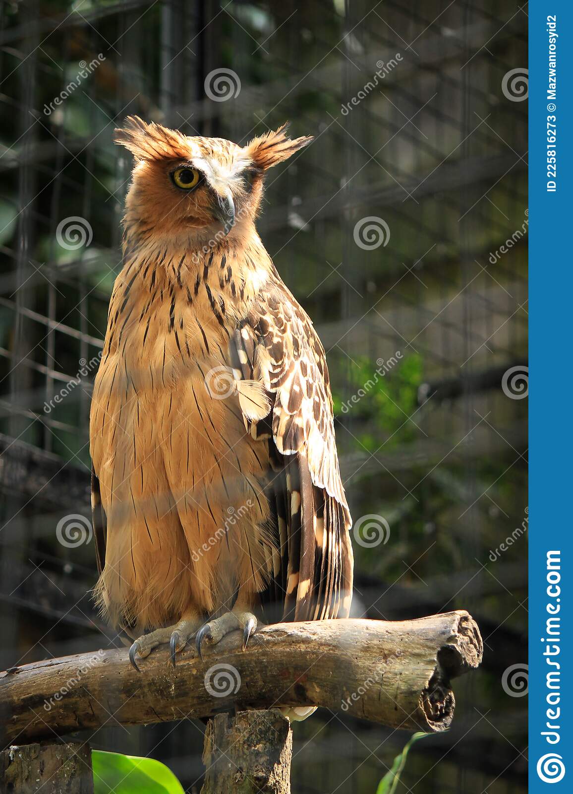 Detail Burung Hantu Brown Hawk Owl Nomer 30
