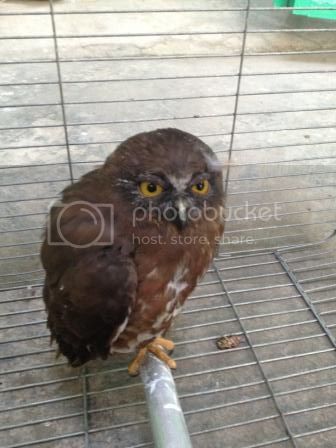 Detail Burung Hantu Brown Hawk Owl Nomer 37