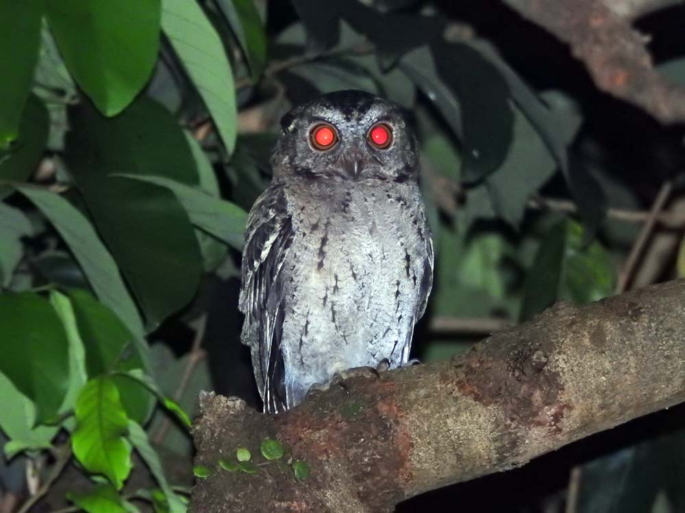 Burung Hantu Di Hutan - KibrisPDR