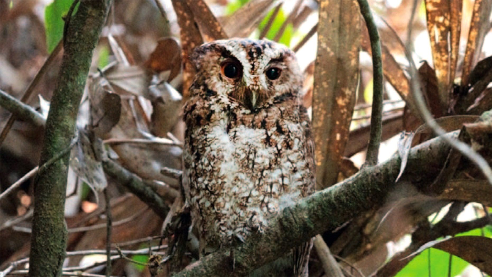 Detail Burung Hantu Di Hutan Nomer 11