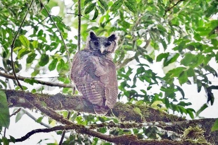 Download Burung Hantu Di Hutan Nomer 15