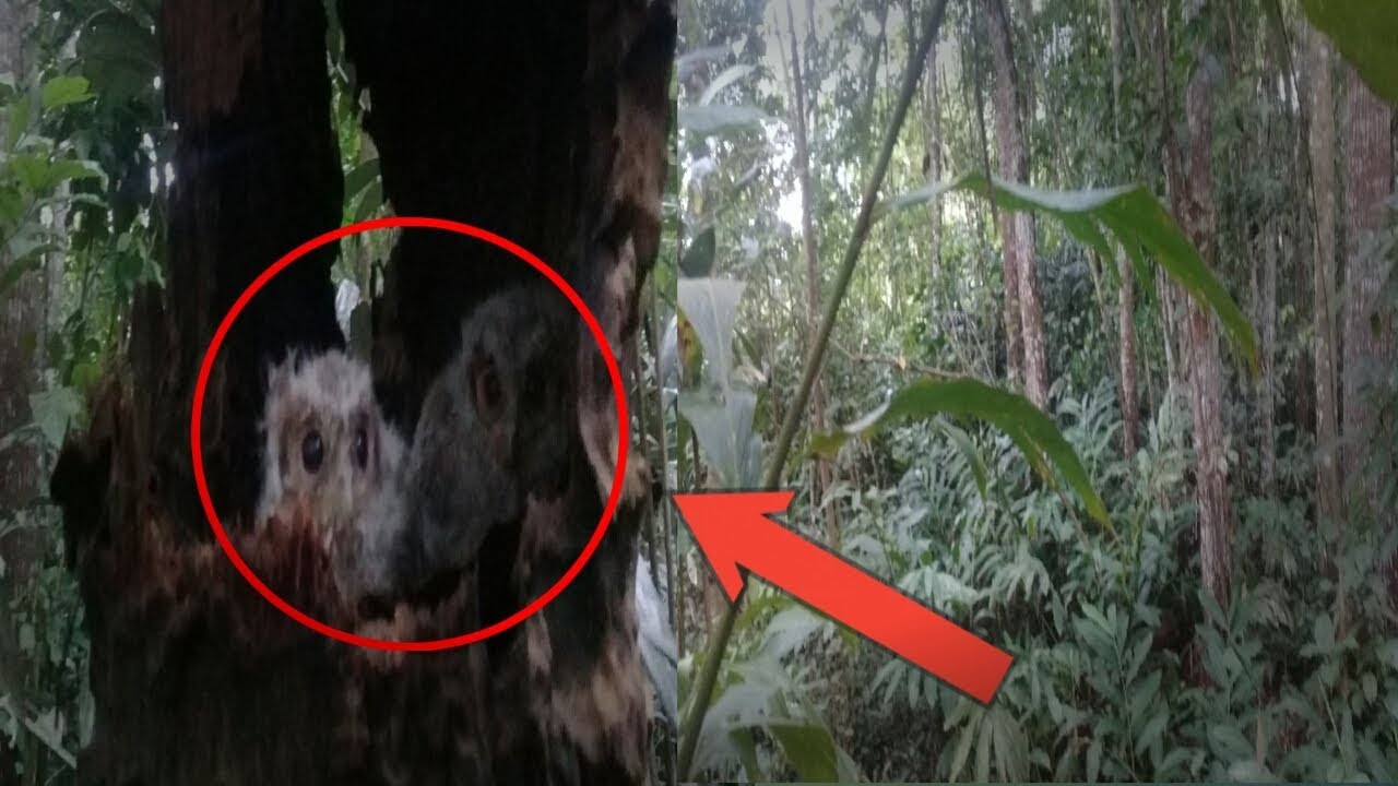 Detail Burung Hantu Di Hutan Nomer 17