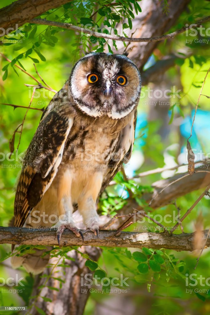 Detail Burung Hantu Di Hutan Nomer 18