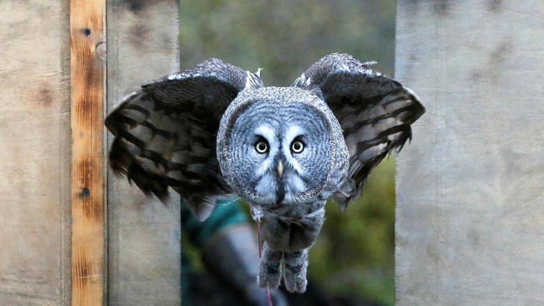 Detail Burung Hantu Di Hutan Nomer 20