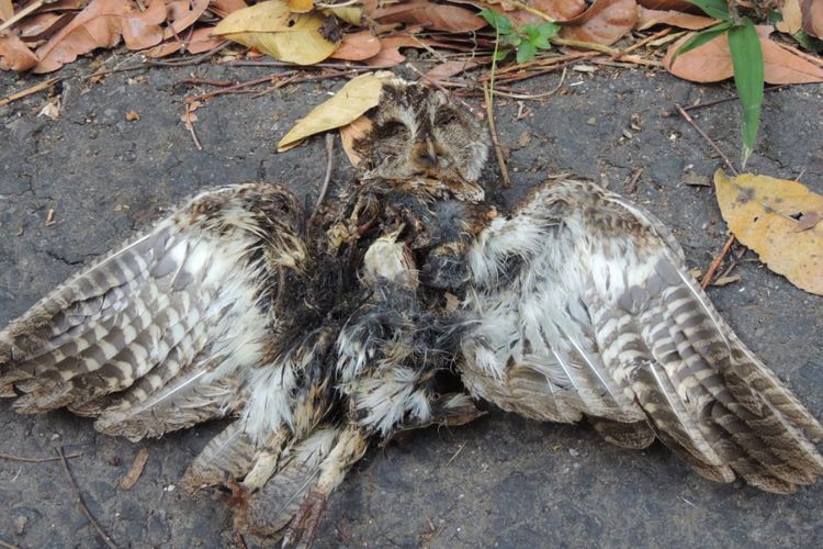 Detail Burung Hantu Di Hutan Nomer 22