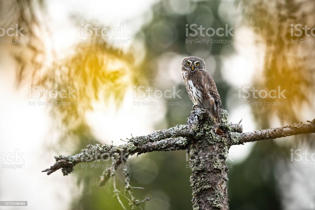 Detail Burung Hantu Di Hutan Nomer 23