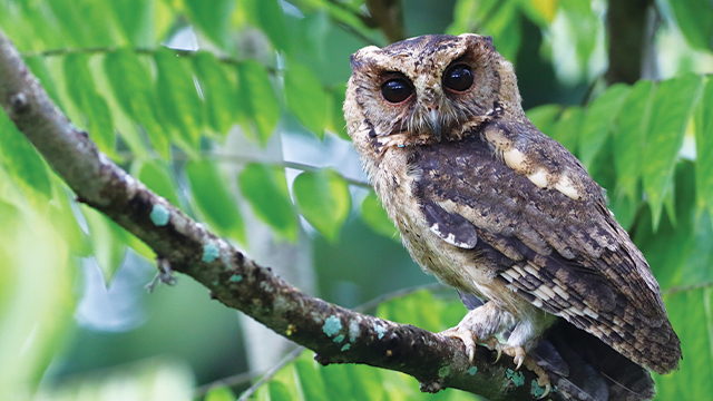 Detail Burung Hantu Di Hutan Nomer 26