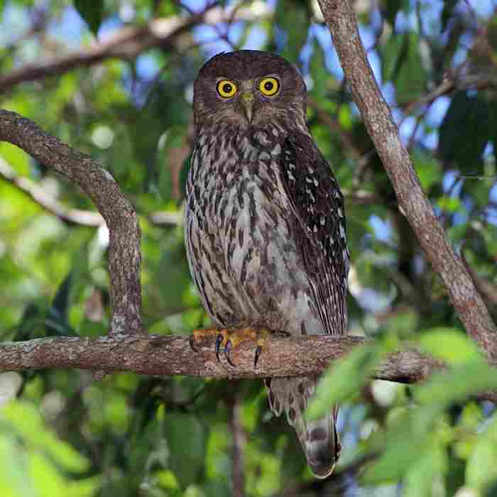 Detail Burung Hantu Di Hutan Nomer 32