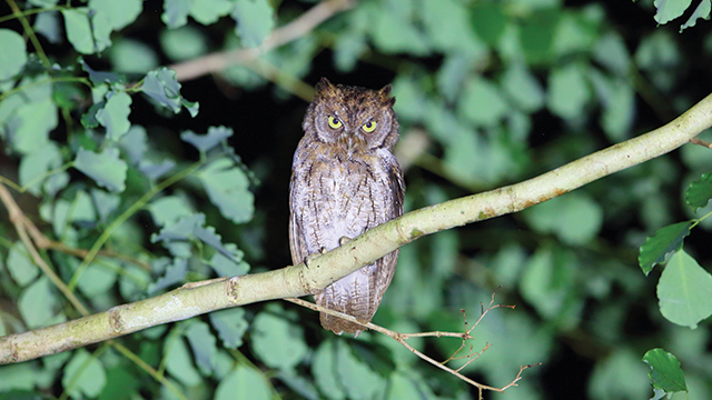 Detail Burung Hantu Di Hutan Nomer 5