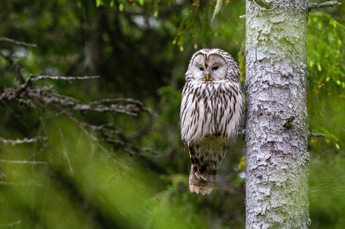 Detail Burung Hantu Di Hutan Nomer 43