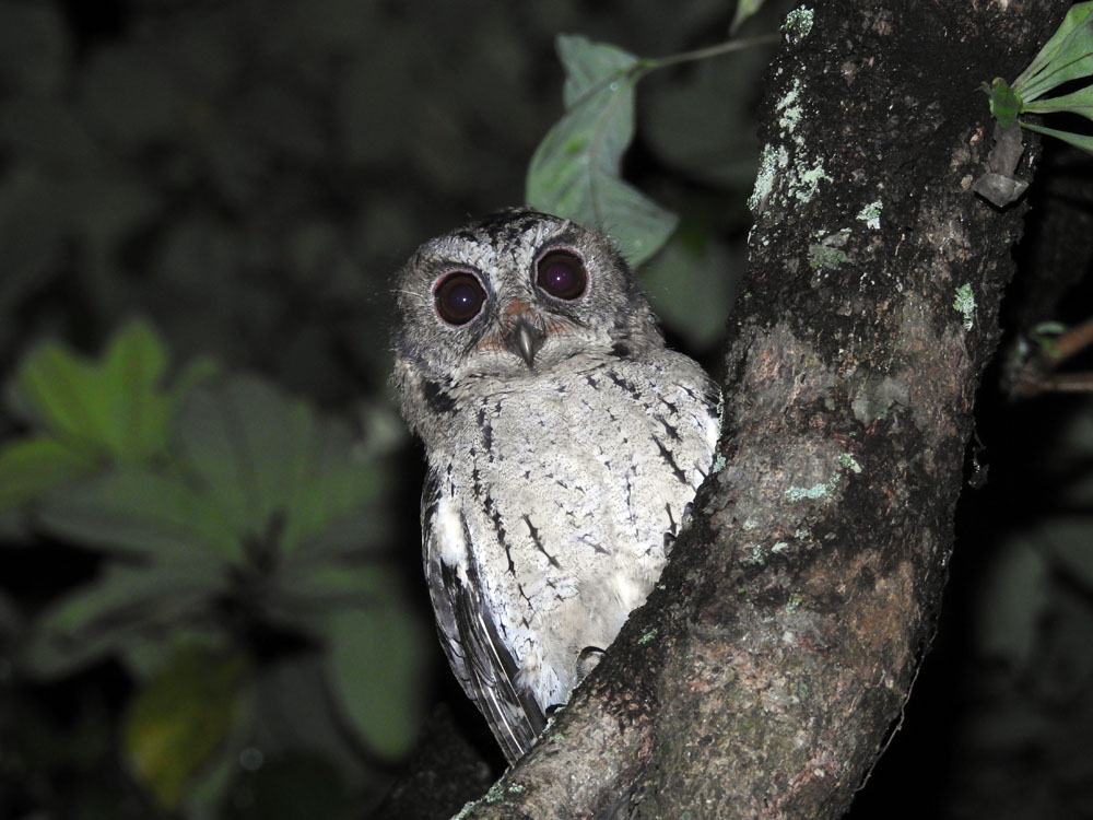 Detail Burung Hantu Di Hutan Nomer 6