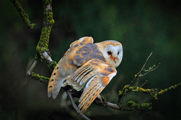 Detail Burung Hantu Di Hutan Nomer 47