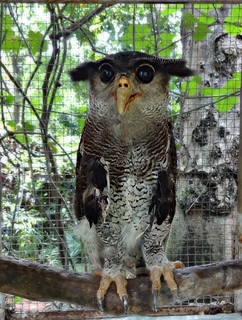 Detail Burung Hantu Di Hutan Nomer 49