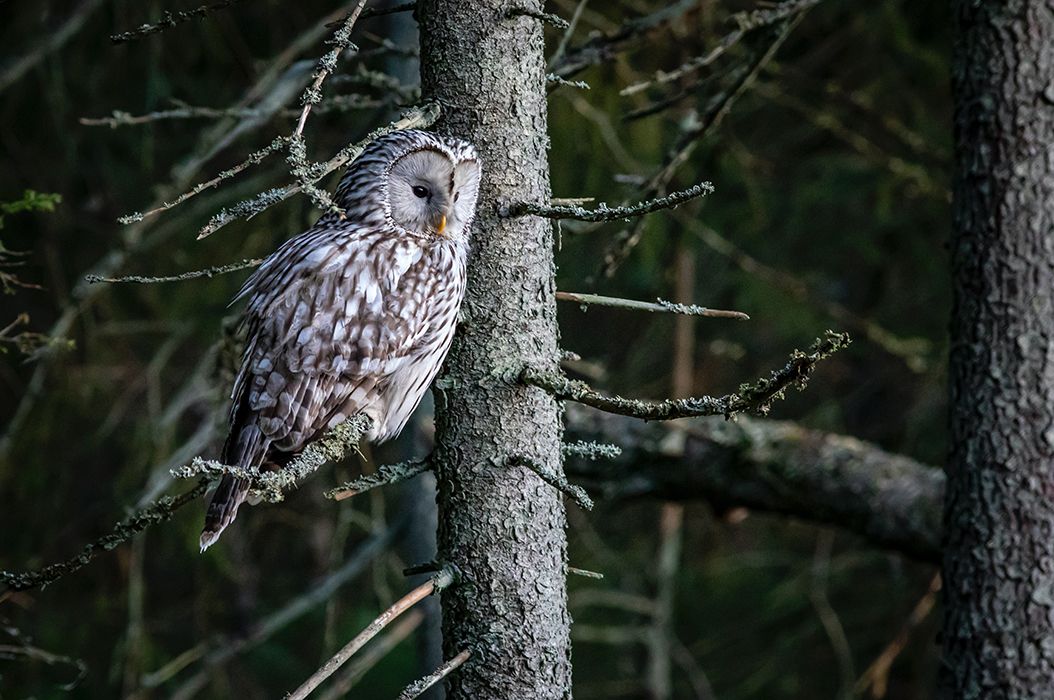 Detail Burung Hantu Di Hutan Nomer 50