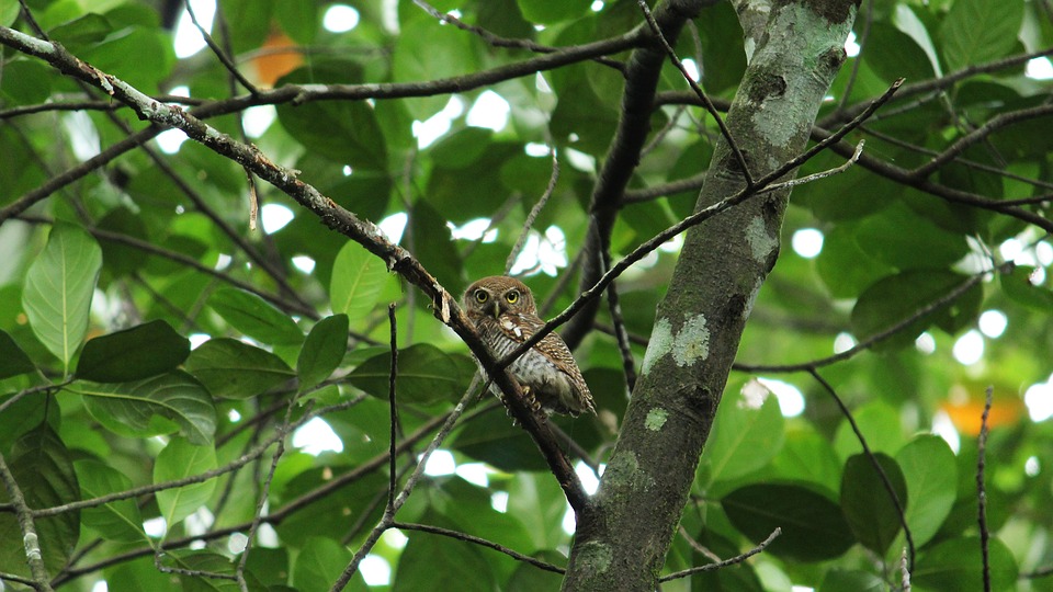 Detail Burung Hantu Di Hutan Nomer 8