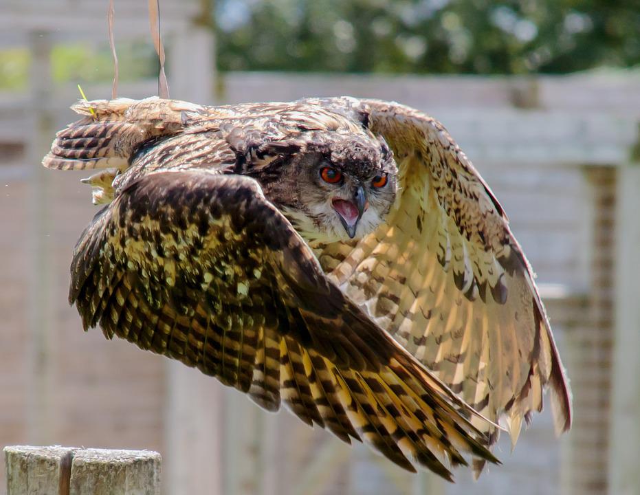 Detail Burung Hantu Elang Eurasia Nomer 15