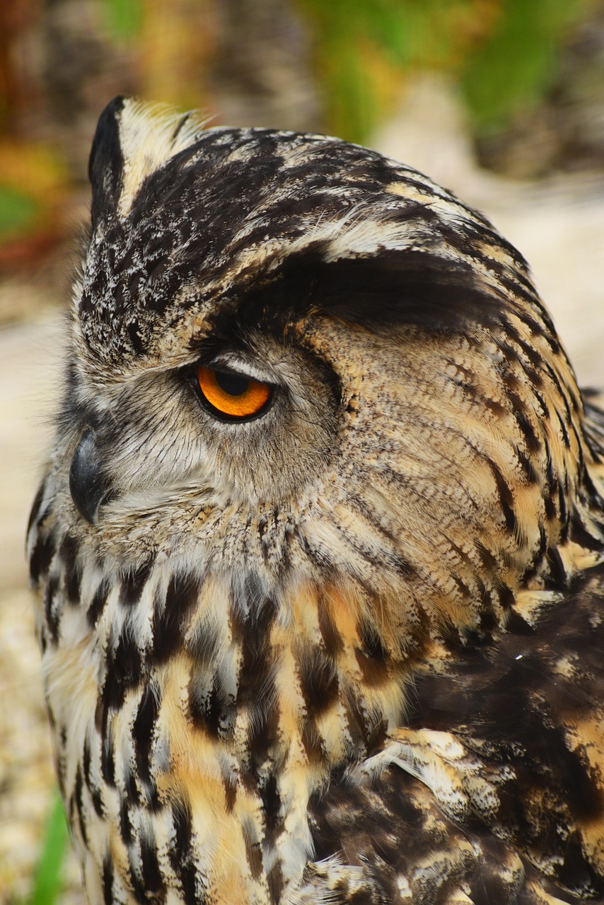 Detail Burung Hantu Elang Eurasia Nomer 23