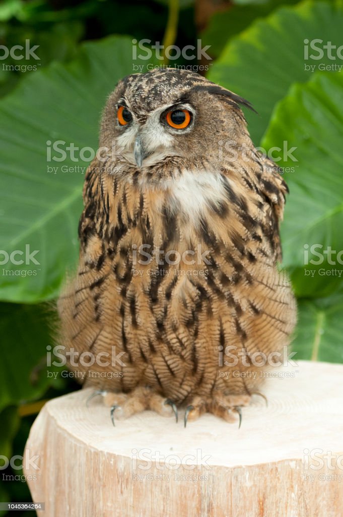 Detail Burung Hantu Elang Eurasia Nomer 7