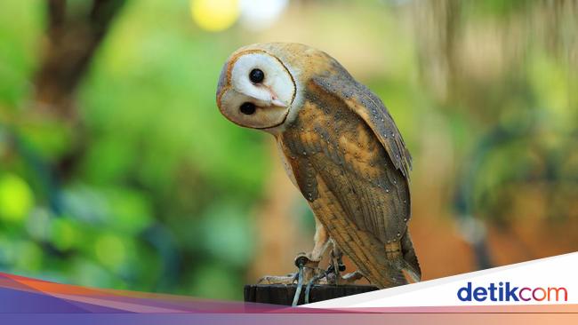 Detail Burung Hantu Elf Nomer 15