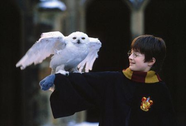 Burung Hantu Harry Potter - KibrisPDR