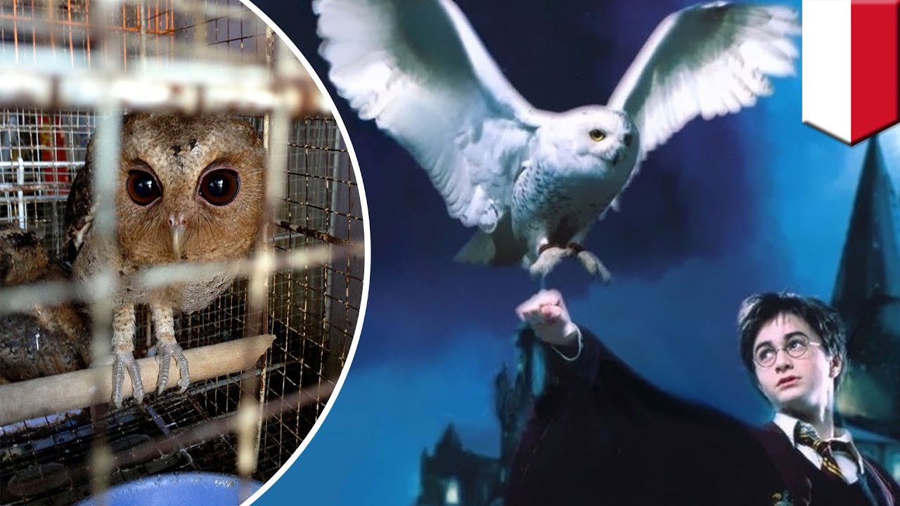 Detail Burung Hantu Harry Potter Nomer 8