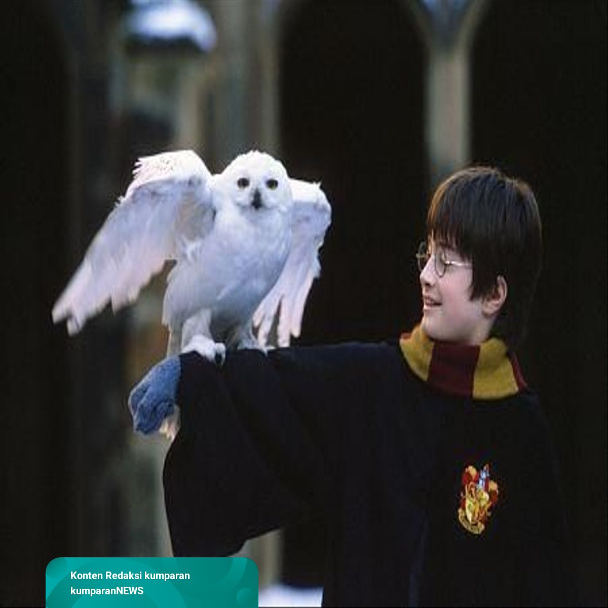 Detail Burung Hantu Harry Potter Nomer 17