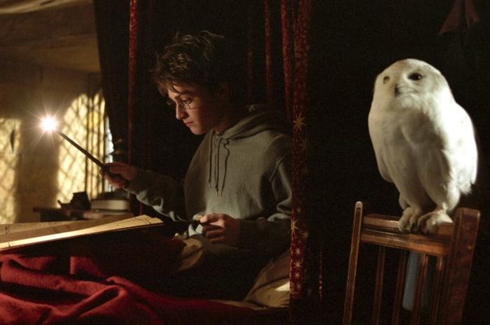 Detail Burung Hantu Harry Potter Nomer 19