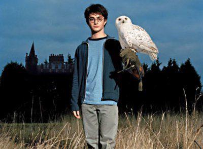 Detail Burung Hantu Harry Potter Nomer 29