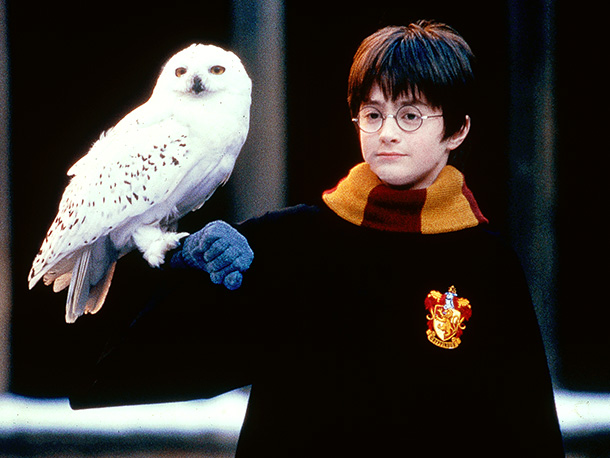 Detail Burung Hantu Harry Potter Nomer 2