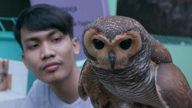 Detail Burung Hantu Harry Potter Nomer 3