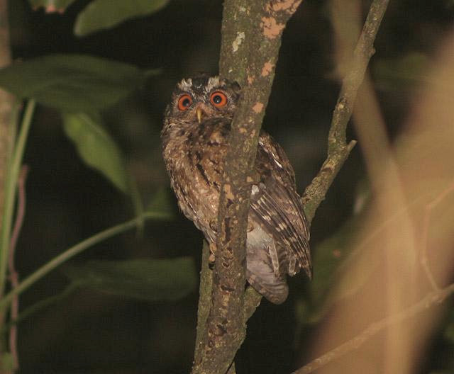 Detail Burung Hantu Mata Merah Nomer 18