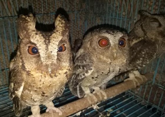 Detail Burung Hantu Mati Nomer 37