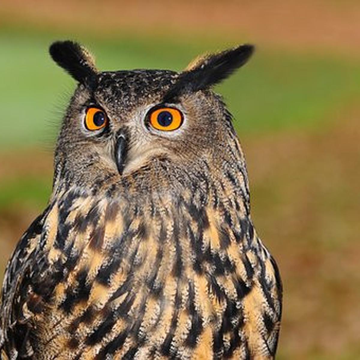 Detail Burung Hantu Owl Nomer 36