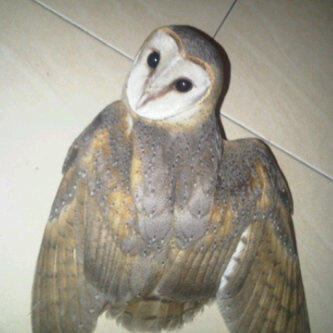 Detail Burung Hantu Owl Nomer 56