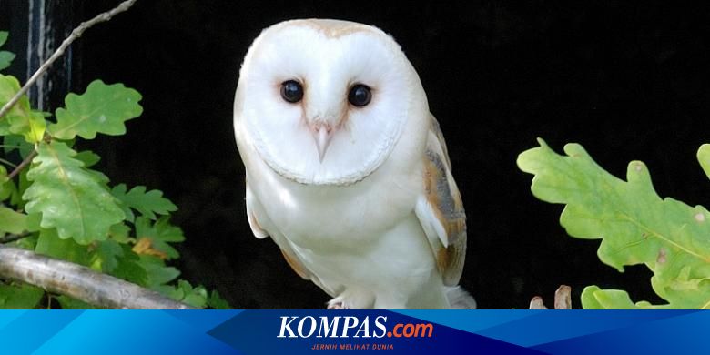 Detail Burung Hantu Paling Seram Nomer 10