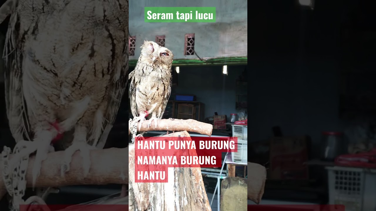 Detail Burung Hantu Paling Seram Nomer 46