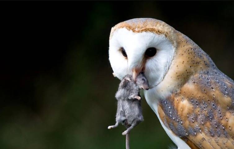 Detail Burung Hantu Paling Seram Nomer 8