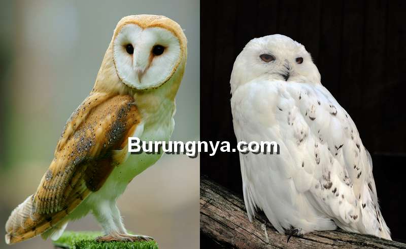 Detail Burung Hantu Putih Nomer 20