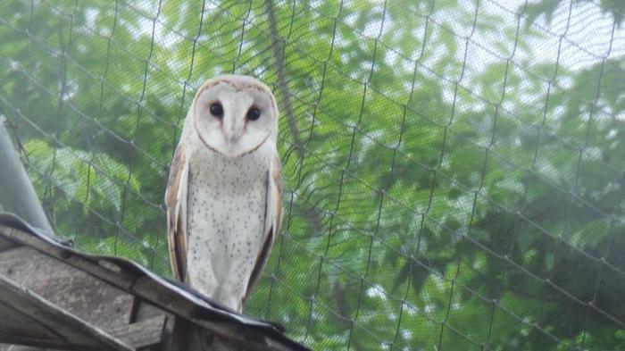 Detail Burung Hantu Putih Besar Nomer 30