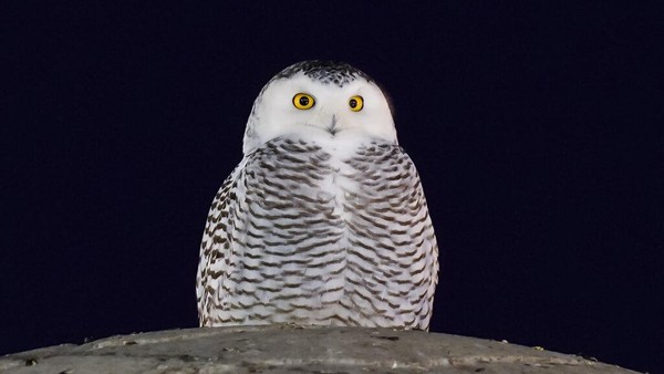 Detail Burung Hantu Putih Besar Nomer 33