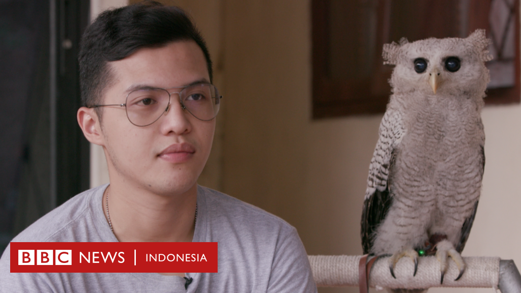 Detail Burung Hantu Putih Indonesia Nomer 17