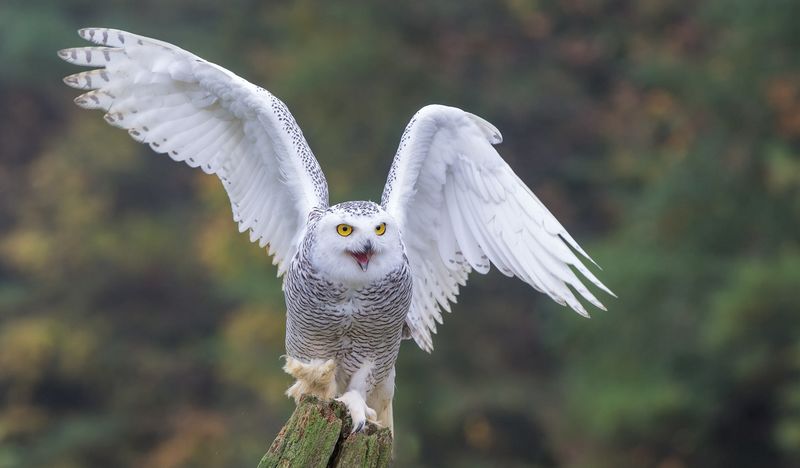 Detail Burung Hantu Putih Indonesia Nomer 4