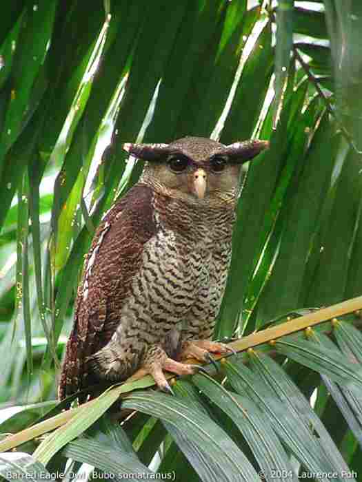 Detail Burung Hantu Putih Indonesia Nomer 37