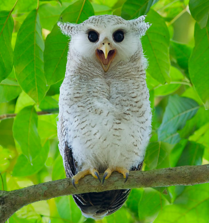 Detail Burung Hantu Putih Indonesia Nomer 39