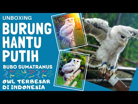 Detail Burung Hantu Putih Indonesia Nomer 46