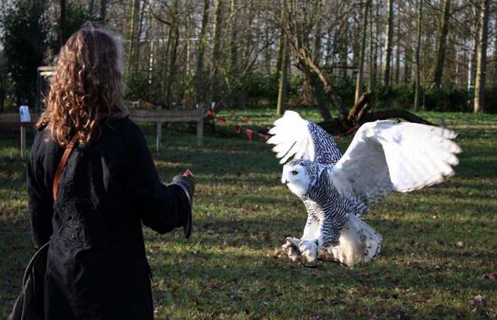Detail Burung Hantu Salju Harga Nomer 13