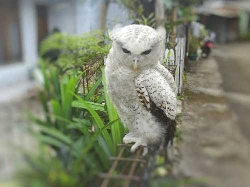 Detail Burung Hantu Salju Harga Nomer 15